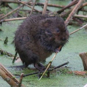 The water vole, one of Portbury Wharf's Mammals