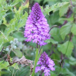 Pyramid Orchid