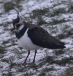 Lapwing