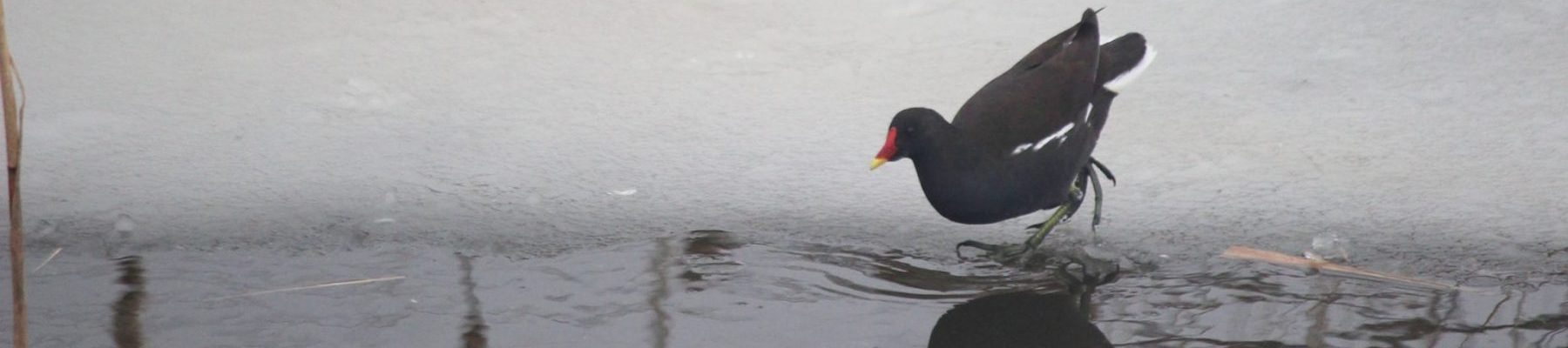 Friends of Portbury Wharf Nature Reserve