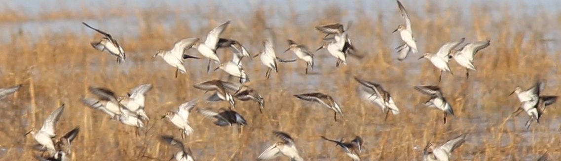 Friends of Portbury Wharf Nature Reserve
