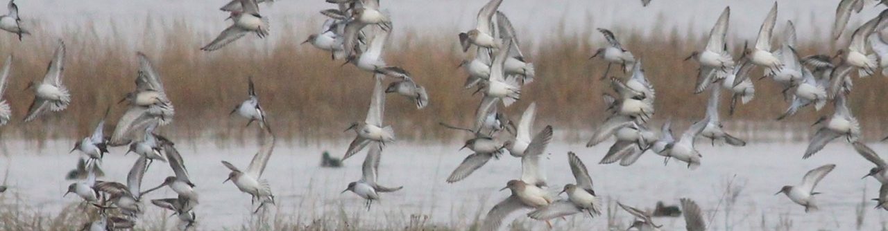 Friends of Portbury Wharf Nature Reserve