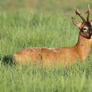 Summer roe buck