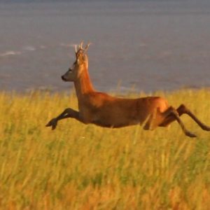 At full pelt on the salt marsh
