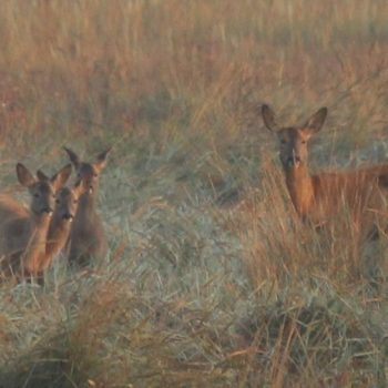 Roe doe with triplets