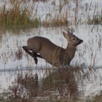 as the salt marsh floods . . .