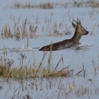 . . . need to swim for it now!