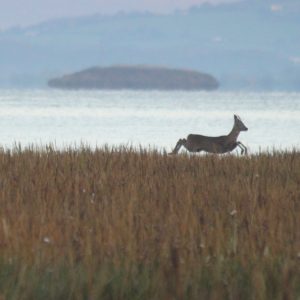 They can leap quite high