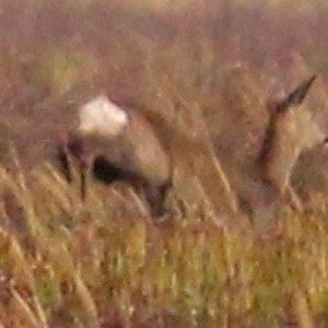 The “tell tail” white rump