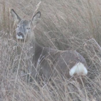 Roe deer in winter coat