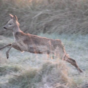 A yearling buck