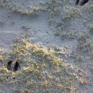 Deer slots – click to see more