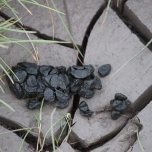 Deer droppings