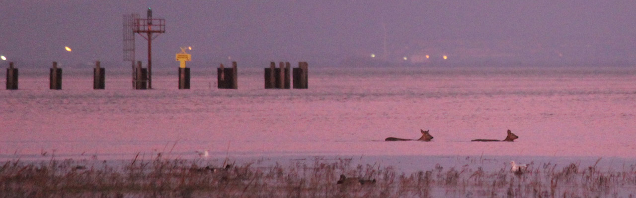 Friends of Portbury Wharf Nature Reserve