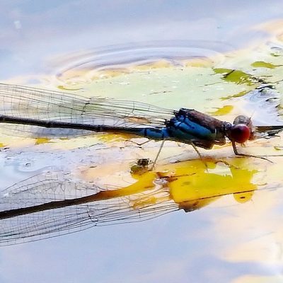 Small Red-Eyed Damselfly