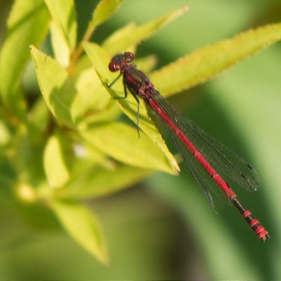 Large Red Damselfly