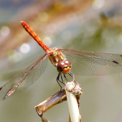 Common Darter
