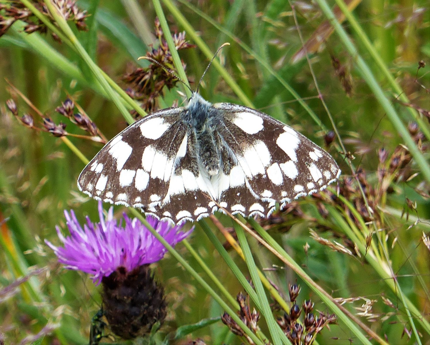 Wharf Insect Young Friends - Friends of Portbury Wharf Nature Reserve