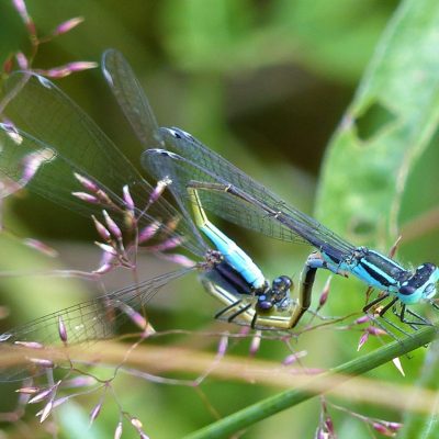Mating Blue-tailed Damselflies