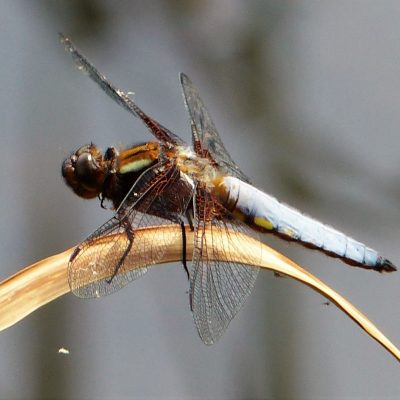 Broad-bodied Chaser