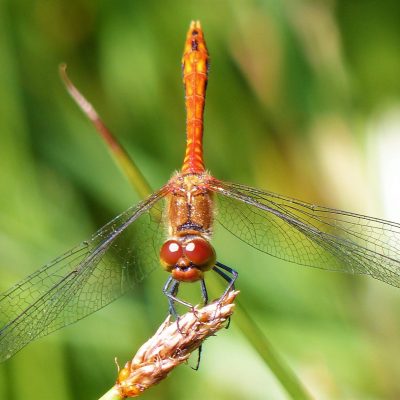 Ruddy Darter