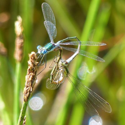 Mating Emerald Damselflies
