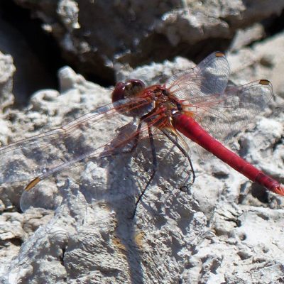 Red-veined Darter