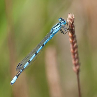 Common Blue Damselfly