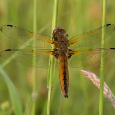 Scarce Chaser