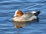 Male wigeon