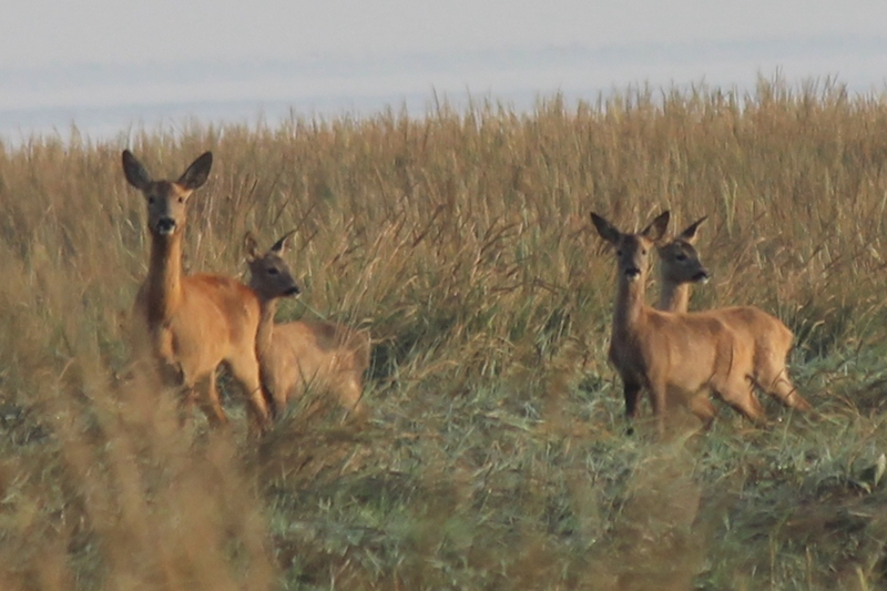 Salt Marsh Summer a time of new life