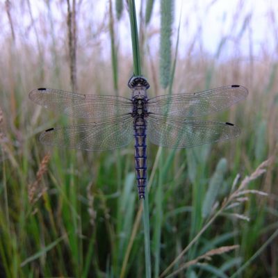 Black-tailed Skimmer