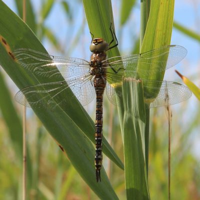 Migrant Hawker