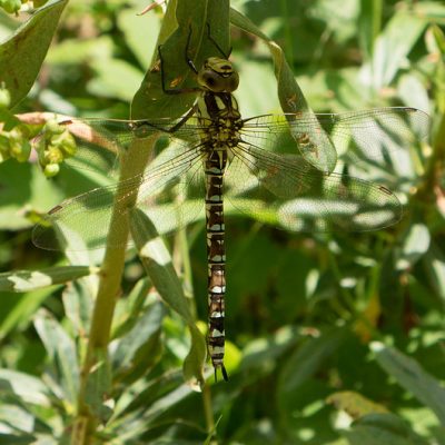 Southern Hawker