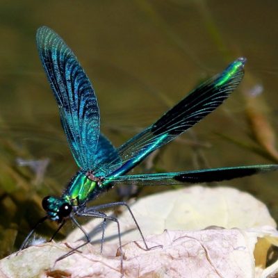 Banded Demoiselle