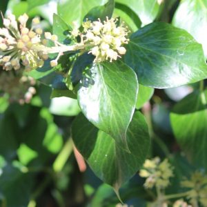 Unlobed leaves of mature ivy