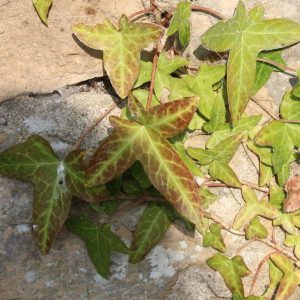 Lobed leaves of immature ivy