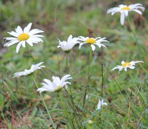 Ox-eye Daisy