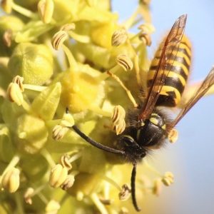 So many bees feed on ivy flowers