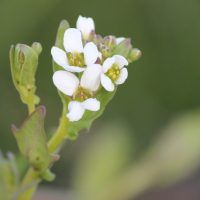 Sea Scurvy Grass