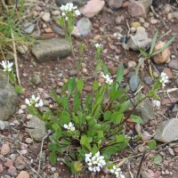 Sea Scurvy Grass