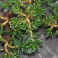 Sea Milkwort