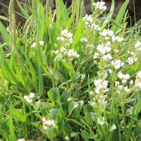 Sea Scurvy Grass