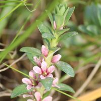 Sea Milkwort