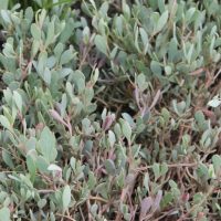 Sea Purslane