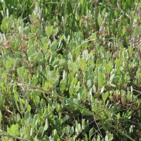 Sea Purslane
