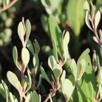 Sea Purslane