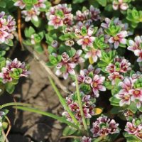 Sea Milkwort