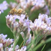 Sea Lavender and bee
