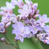 Sea Lavender